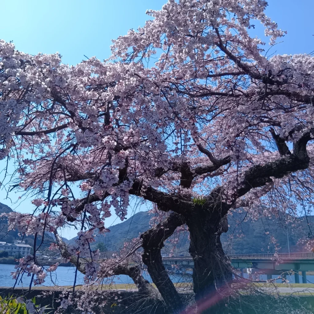 春が近づいてきましたね💐