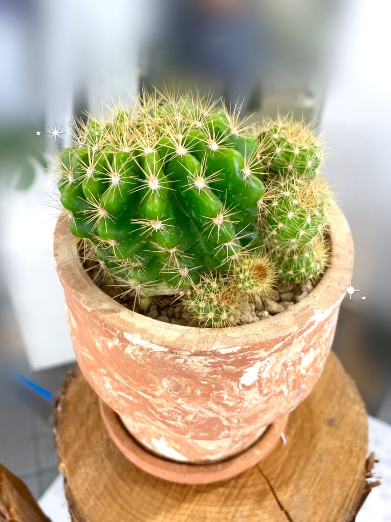 サボテンが増えました𖧷 ⁺.